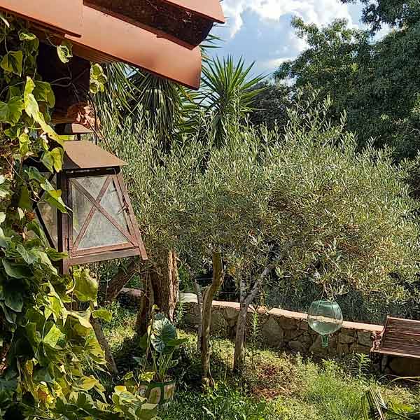 Llegar a casa, detalle de patio con olivo y otros árboles.